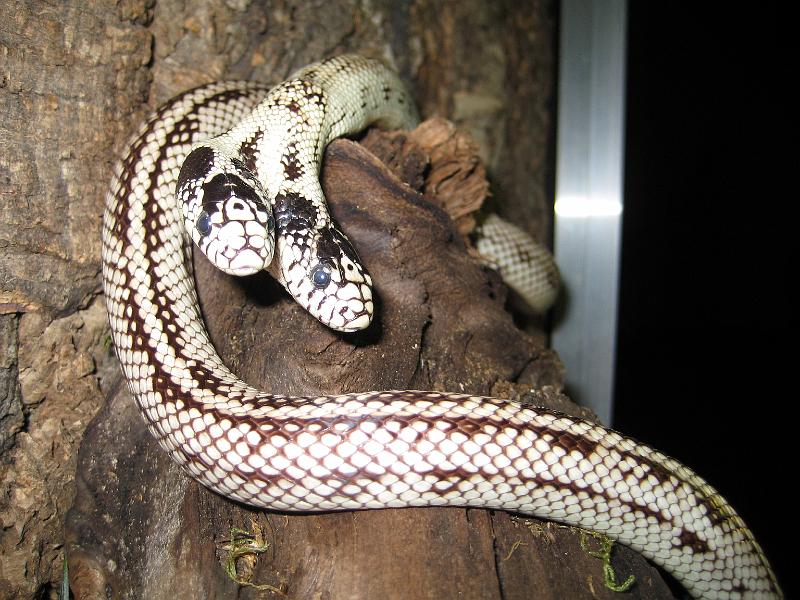 VIVARIUM Tom & Jerry2.jpg